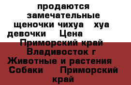 продаются замечательные щеночки чихуа - хуа, девочки! › Цена ­ 15 000 - Приморский край, Владивосток г. Животные и растения » Собаки   . Приморский край